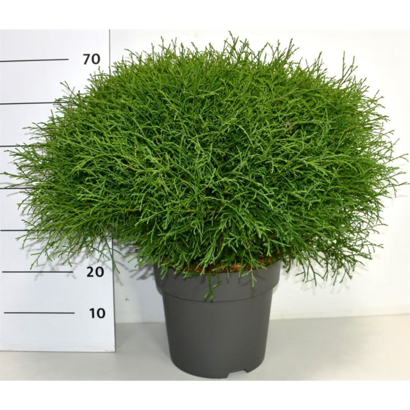 Thuja – Thuja occidentalis 'Mr Bowling Ball' - C12 50-60 cm.